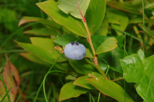 花园里的蓝莓树叶和浆果 — 图库照片