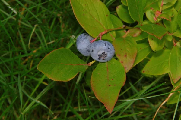 Foglie Mirtillo Bacche Giardino — Foto Stock