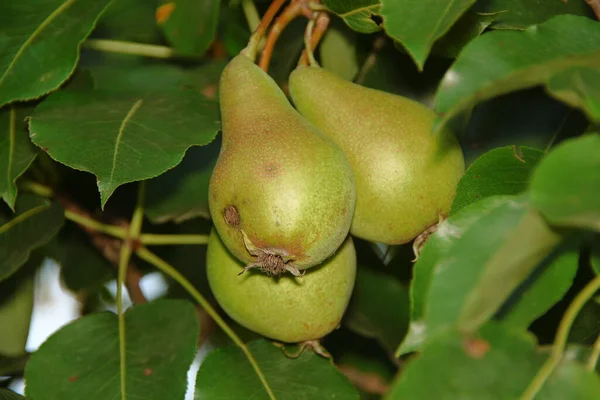 Green Little Pears Tree Leaves — Stock Photo, Image