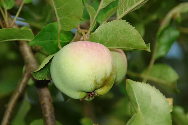 Grüne Äpfel Auf Einem Baum Und Blättern — Stockfoto