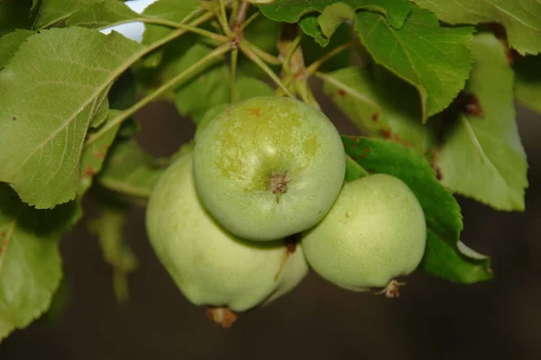 Grüne Äpfel Auf Einem Baum Und Blättern — Stockfoto