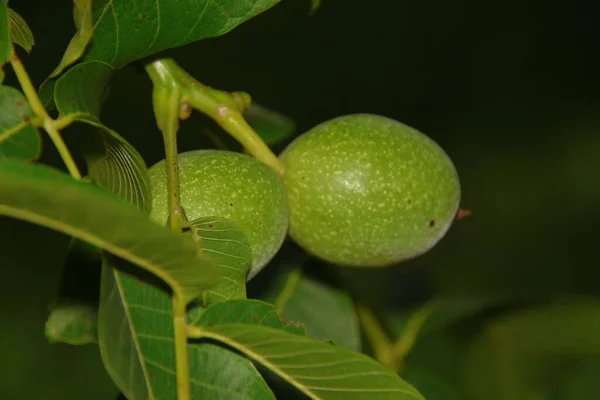 Pequenas Nozes Verdes Uma Árvore Folhas — Fotografia de Stock