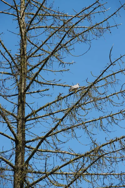 Trockene Fichte Und Blauer Himmel Hintergrund — Stockfoto