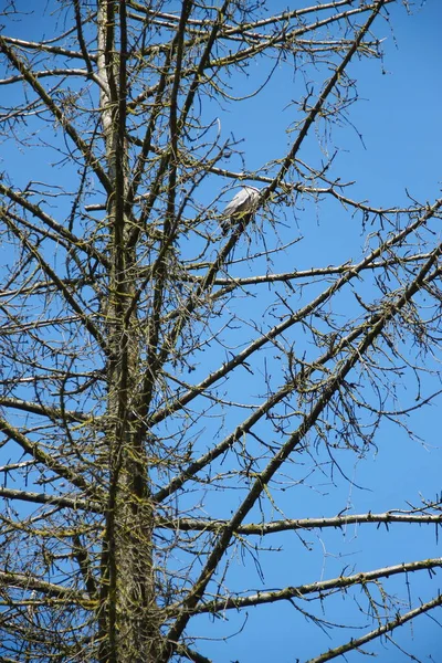 Droge Sparren Boom Blauwe Lucht Achtergrond — Stockfoto