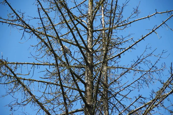 Dry Spruce Tree Blue Sky Background — Stock Photo, Image