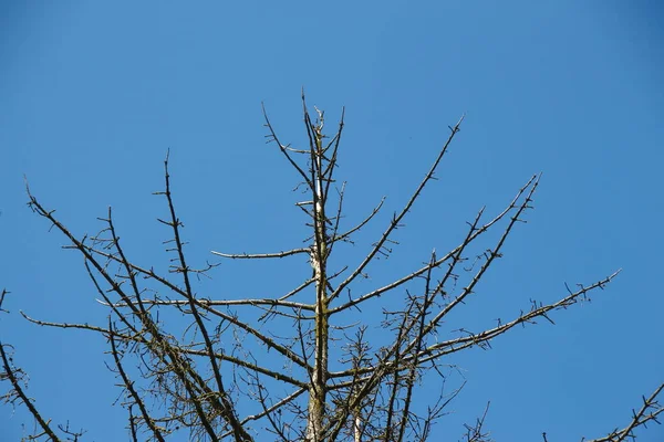 Droge Sparren Boom Blauwe Lucht Achtergrond — Stockfoto