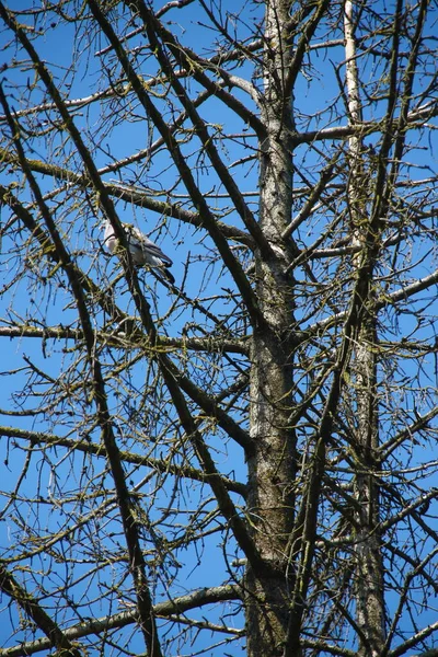 Dry Spruce Tree Blue Sky Background — Stock Photo, Image