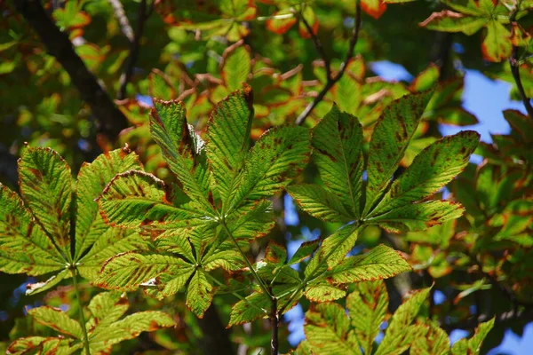 Gula Och Gröna Blad Kastanj Som Smittad Sjukdomen — Stockfoto