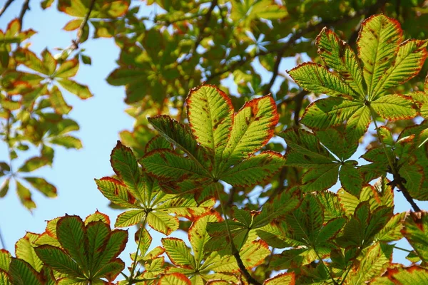 Folhas Amarelas Verdes Uma Castanha Infectada Com Doença — Fotografia de Stock