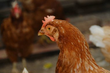 Çiftlikte kırmızı tüylü tavuk