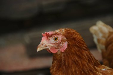 Çiftlikte kırmızı tüylü tavuk