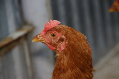 Çiftlikte kırmızı tüylü tavuk