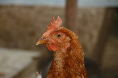 Çiftlikte kırmızı tüylü tavuk
