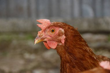 Çiftlikte kırmızı tüylü tavuk