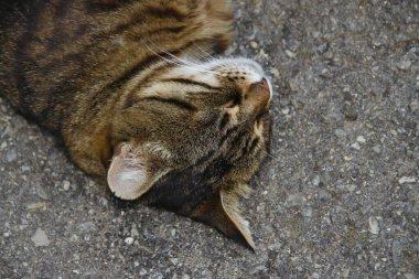 Kedi asfaltta uyuyor.