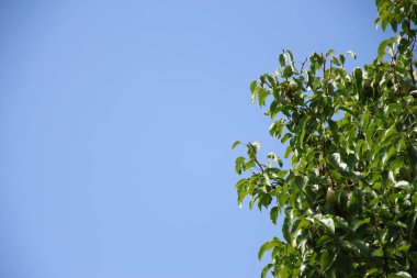 Ağustosta ormanın üzerinde mavi gökyüzü