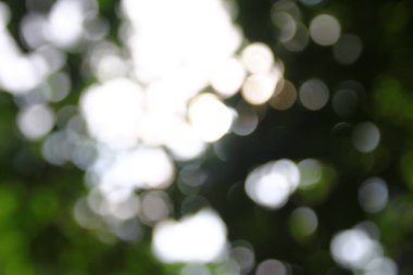 Yeşil yapraklardan oluşan arkaplandaki güneş ışınlarının odak noktasını kaybediyor.