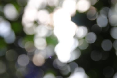 Yeşil yapraklardan oluşan arkaplandaki güneş ışınlarının odak noktasını kaybediyor.