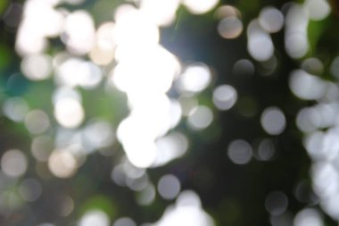 Yeşil yapraklardan oluşan arkaplandaki güneş ışınlarının odak noktasını kaybediyor.