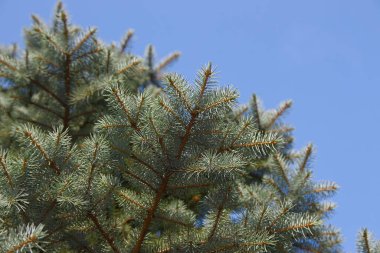 Ağustosta bahçede Noel ağacı