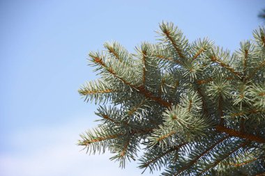 Ağustosta bahçede Noel ağacı