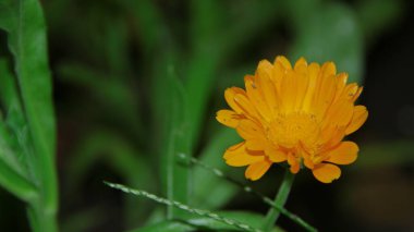 Ağustosta bahçede sarı-siyah çiçek