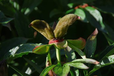 Bahçedeki yeşil çimenler ve bitkiler