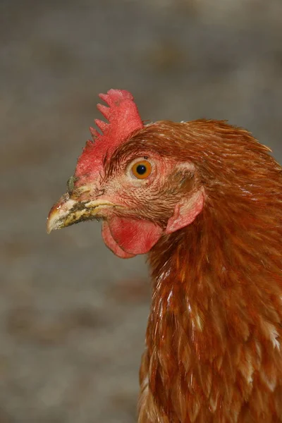 Hühner Mit Roten Federn Auf Dem Bauernhof — Stockfoto