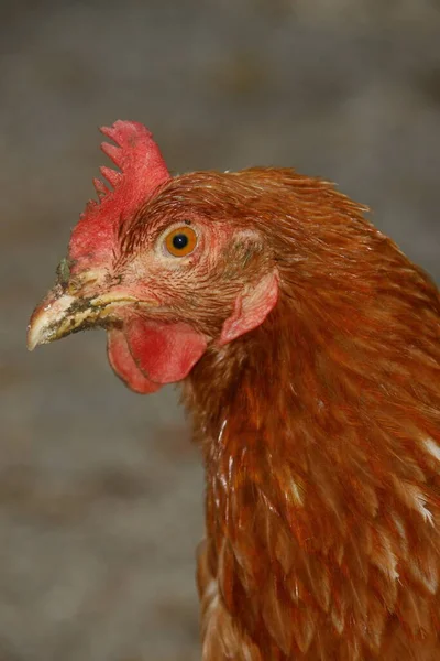 Poulet Plumes Rouges Ferme — Photo