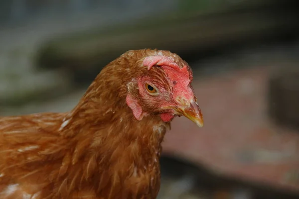 Chicken Red Feathers Farm — Stock Photo, Image