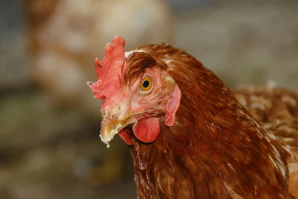 Vörös Tollú Csirke Gazdaságban — Stock Fotó