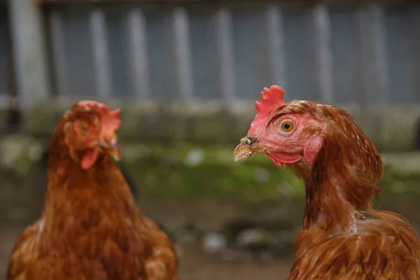 Poulet Plumes Rouges Ferme — Photo