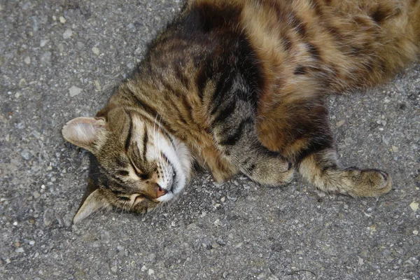 Cat Sleeps Asphalt — Stock Photo, Image