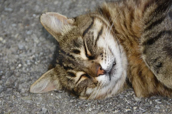 Kočka Spí Asfaltu — Stock fotografie