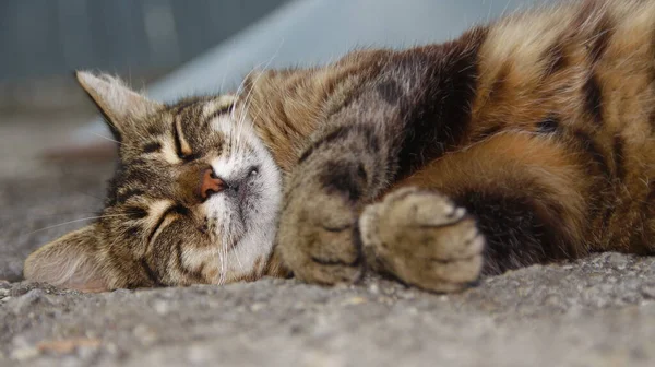 Cat Sleeps Asphalt — Stock Photo, Image