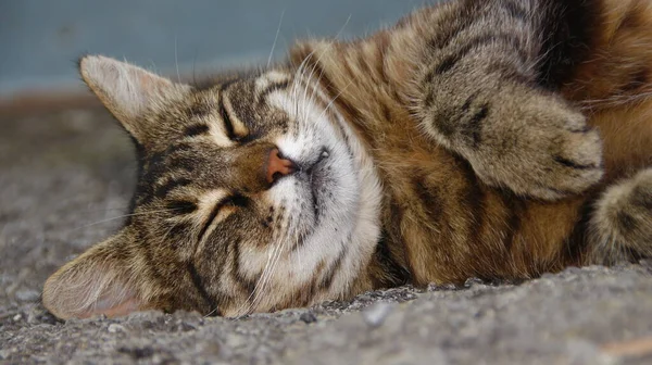 Katten Sover Asfalten — Stockfoto