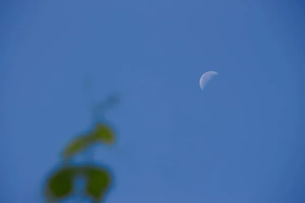 新月在蓝天的森林上空升起 — 图库照片