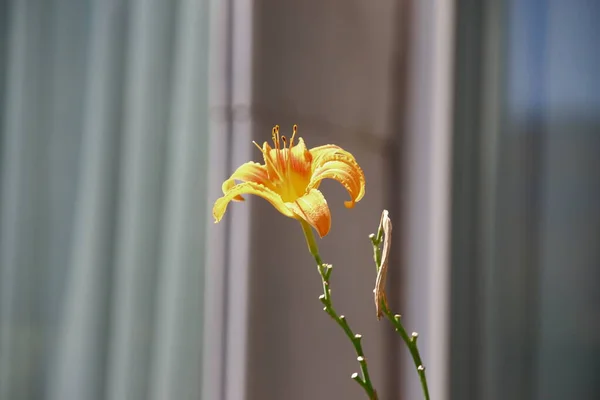Żółto Czarny Kwiat Ogrodzie Sierpniu — Zdjęcie stockowe