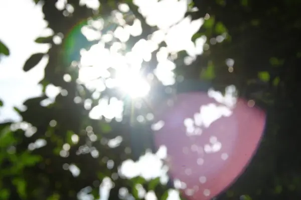 Desenfoque Los Rayos Del Sol Sobre Fondo Hojas Verdes —  Fotos de Stock