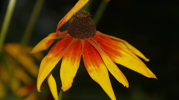 Flor Amarilla Negra Jardín Agosto — Foto de Stock