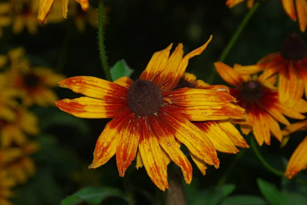 Flor Amarilla Negra Jardín Agosto — Foto de Stock