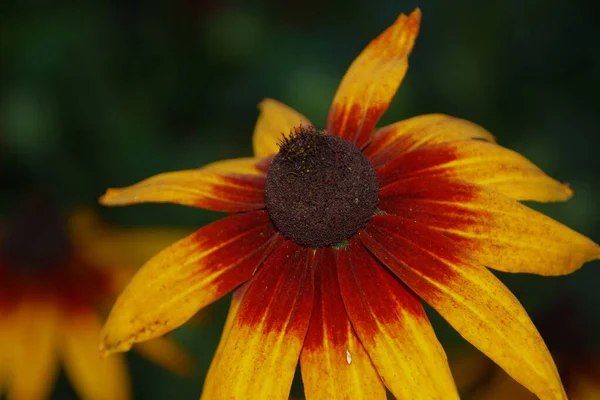 Gelb Schwarze Blume Garten August — Stockfoto