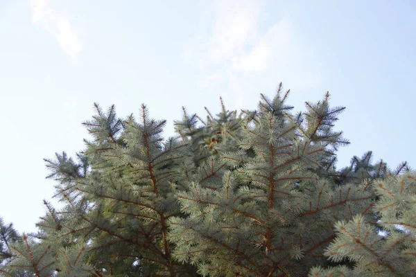 Choinka Ogrodzie Sierpniu — Zdjęcie stockowe