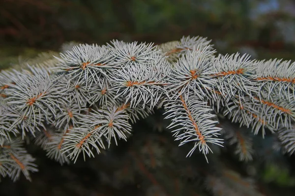 Weihnachtsbaum Garten August — Stockfoto