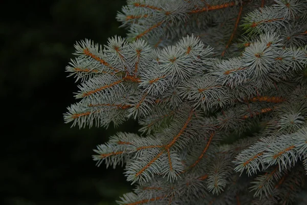 Christmas Tree Garden August — Stock Photo, Image