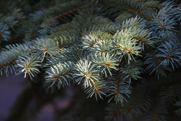 Weihnachtsbaum Garten August — Stockfoto