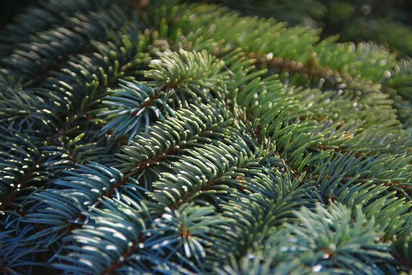 Arbre Noël Dans Jardin Août — Photo