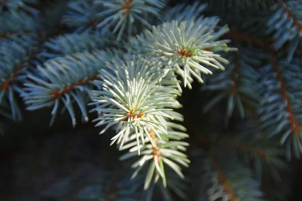 Weihnachtsbaum Garten August — Stockfoto