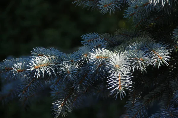 Arbre Noël Dans Jardin Août — Photo