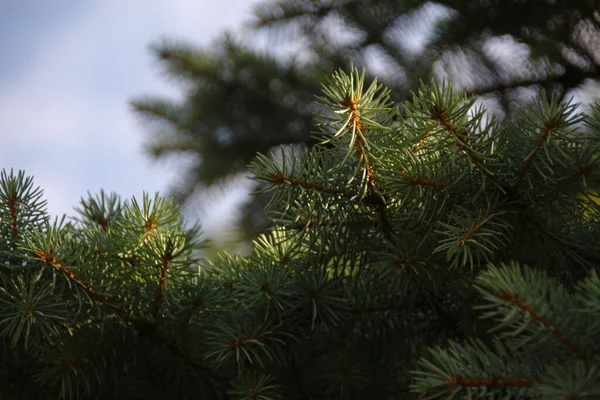 Árbol Navidad Jardín Agosto — Foto de Stock